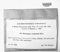 Acarospora veronensis image